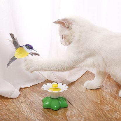 Obraz Zabawka dla kotów - latający koliber