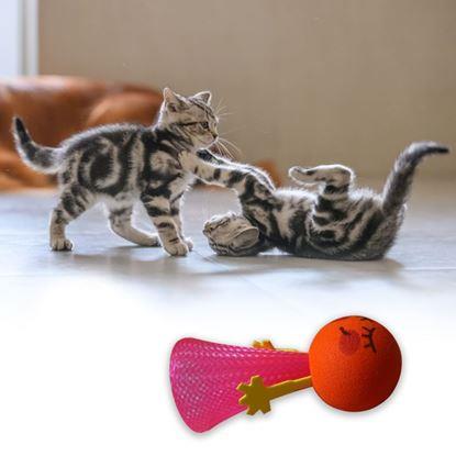Obraz Skacząca piłka dla kotów