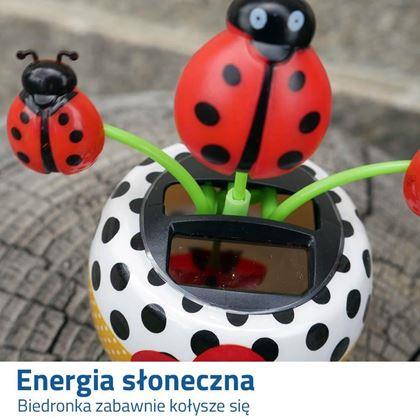 Obrazek z Solarny kwiatek - biedronka