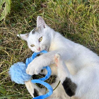 Obraz Zabawka dla kota ze sprężyną i piłką