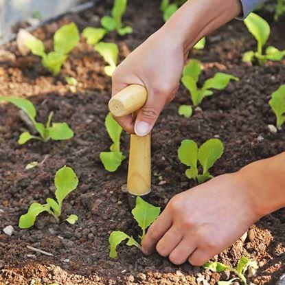 Obraz Kołek do sadzenia