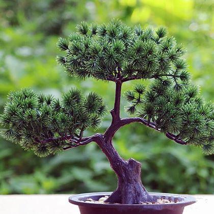 Obrazek z Sztuczna bonsai w doniczce