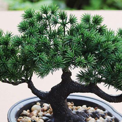 Obrazek z Sztuczna bonsai w doniczce