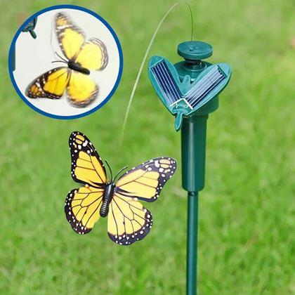 Obrazek z Słoneczny motyl