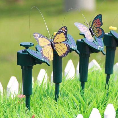 Obraz Słoneczny motyl