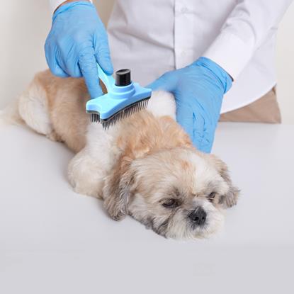 Obraz Samooczyszczająca szczotka do wyczesywania sierści/włosów