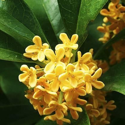 Obrazek z Zamienny wkład do odświeżacza powietrza do samochodu  - osmanthus
