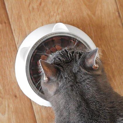 Obrazek z Miska dla kotów 2w1