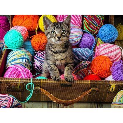 Obrazek z Haft diamentowy  -  kociątko