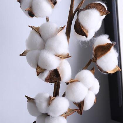 Obrazek z Sztuczna gałązka bawełny 50 cm