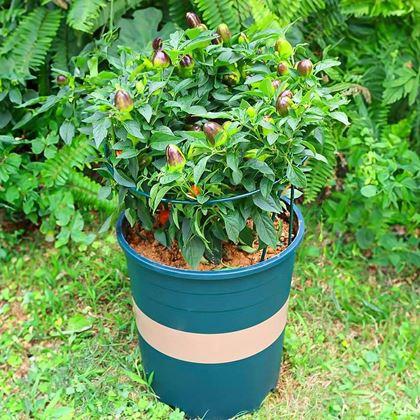 Obrazek z 2 szt. Metalowe podpory do roślin - 35 cm