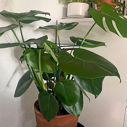 Obrazek z Podpora roślin metalowa 2 szt. 40 cm