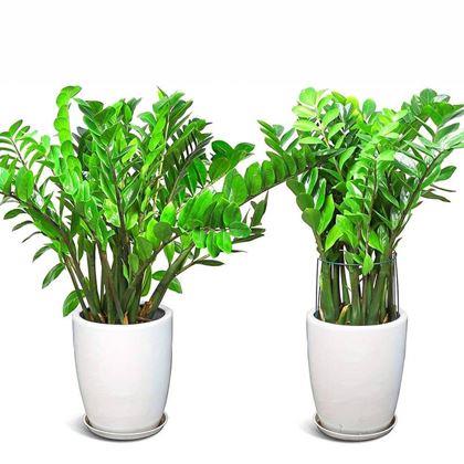 Obrazek z Podpora roślin metalowa 2 szt. 40 cm