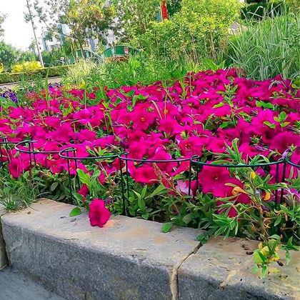 Obrazek z Podpora roślin metalowa 2 szt. 40 cm