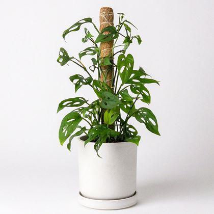 Obrazek z Podpora dla roślin pnących