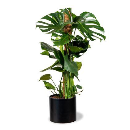 Obrazek z Podpora dla roślin pnących