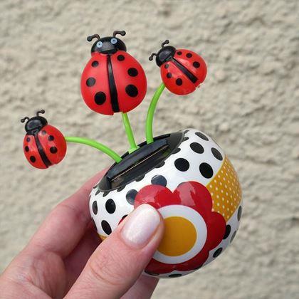 Obrazek z Solarny kwiatek  - biedronka