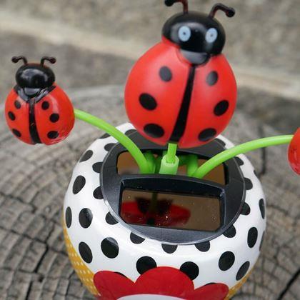 Obrazek z Solarny kwiatek  - biedronka