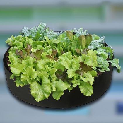 Obrazek z Tekstylny grządka 50 l, 60 x 20 cm